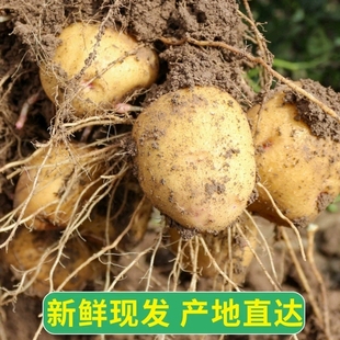 甘肃沙面土豆10斤带箱新鲜定西马铃薯洋芋黄心粉糯面5新