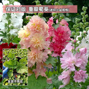 3盆重瓣蜀葵迷你小盆规格不保证带花庭院盆栽花卉花量大