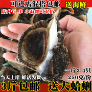 新鲜海螺鲜活大海螺海鲜水产鲜活贝类海鲜连云港特色海鲜水产品
