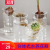 日式多肉植物水养玻璃，花瓶绿萝水培绿植风信子插花器家居装饰摆件