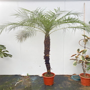 海地软叶针葵棕榈科室内盆景植物净化空气吸甲醛