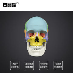 安赛瑞人体头骨模型彩色头颅着色头骨模型医学教学骷髅头骨模型口
