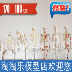 人体骨骼全身散骨模型170cm骨架