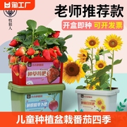 儿童种植小盆栽植物向日葵太阳花小番茄四季草莓凤仙花学生花种子
