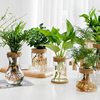 透明简约创意水培植物玻璃，花瓶水养绿萝九里香，罗汉松盆栽插花瓶
