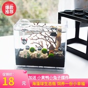 幸福海藻球marimo水培微景观生态瓶鱼缸创意桌面迷你植物DIY礼物