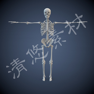人体骨骼模型mayac4dfbx格式，骨骼绑定骷髅骨头架文件非实物368
