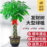 发财树盆栽室内好养大型招财树绿植物客厅办公室乔迁开业花卉盆景