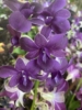 带香味，蜡质大花，稀有蓝紫色秋石斛兰~蓝天使~开花机器。满60元