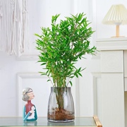 水培植物米竹盆栽室内桌面水养绿植小型凤尾竹富贵竹观赏四季好养