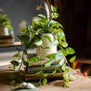 掬涵仿真绿萝客厅室内仿生植物塑料小盆栽办公室装饰假绿植仿真花