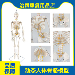 人体结构模型头骨脊柱颈椎腰椎骨盆可动小白骷髅教学人体骨架模型