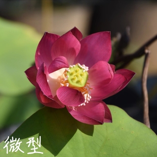 媚娘紫仙8真小微型迷你荷花碗莲睡莲，种子藕水生培植萌宝荷花苑