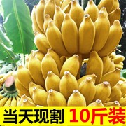 现摘广西小米蕉当季新鲜水果，芭蕉苹果蕉，自然熟香蕉整箱9斤斤