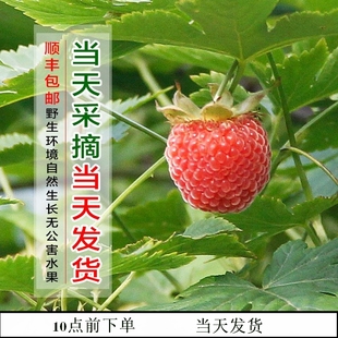 成熟新鲜树莓红树莓牛奶莓覆盆子三月泡 大概5月初