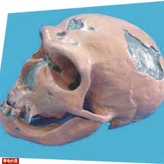 穴居人头骨模型骷髅头骨骼骨架模型医用教学模型