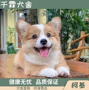 犬舍纯种双血统柯基活物，两色活体三色小型犬家庭萨摩耶幼犬狗狗