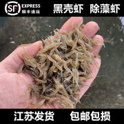 黑壳虾除藻清洁草虾观赏虾超大号淡水虾活体，龟饲料活虾鲜活樱花虾