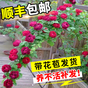 蔷薇花苗藤本月季特大花树庭院爬藤植物花卉，盆栽阳台玫瑰四季开花