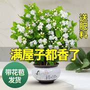 茉莉花苗盆栽带花苞九里香老桩驱蚊花卉植物室内浓香四季开花好养