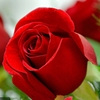 大红色玫瑰花苗盆栽月季卡罗拉阳台庭院特大花浓香四季开花卉带花