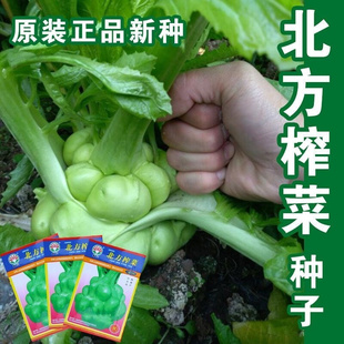 北方榨菜种子 南方四川高产特大光头菜芥菜四季播蔬菜子芥菜种籽