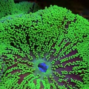 地毯海葵海缸宠物，生物珊瑚造景海草，海星观赏海水鱼尼莫小丑鱼
