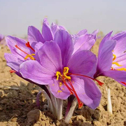 伊朗藏红花大种球种子，籽苗西红花番红花冬耐寒盆栽花卉