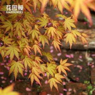 日本枫树鸡爪槭庭院变色红枫女神约旦夏金花园鳗老盆口1加仑盆栽