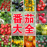 千禧番茄圣女果种子，家庭蔬菜孑春季四季种植沙瓤，盆栽庭院阳台