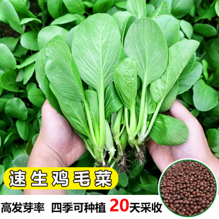 鸡毛菜种子速生小白菜籽，四季种植蔬菜种孑，上海青种子阳台菜种