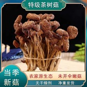农家鲜味茶树菇干货特级新鲜商用古田一级煲汤食材不开伞新