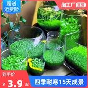 水草种子生态玻璃瓶真植物种籽盆栽套餐，水培绿植装饰草缸鱼缸造景