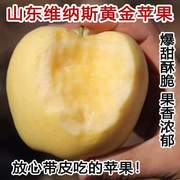 山东维纳斯黄金苹果5斤新鲜脆甜带皮吃水果奶油苹果黄元帅(黄元帅)红富士