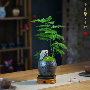 中式苔藓菖蒲文竹盆景山水盆栽办公室书房茶桌面小绿植观叶常绿花
