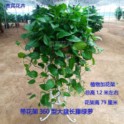 广州360大盆绿萝盆栽绿吊兰室内新房吸甲醛绿植办公室盆栽植物