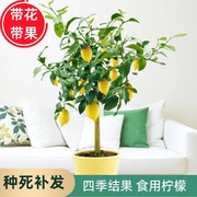 柠檬树苗带果柠檬苗绿植盆栽室内阳台庭院植物四季结果香水柠檬树