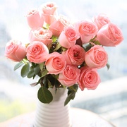 戴安娜玫瑰花苗粉色花卉观花绿植物大花浓香月季室内阳台盆栽