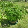 柠檬薄荷盆栽新鲜可食用薄荷叶室内水培，驱蚊植物薄荷苗绿植花卉