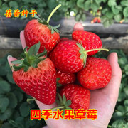 奶油草莓种子四季盆栽水果种籽春秋冬季阳台盆栽水果草莓种籽高产
