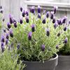 法国薰衣草盆栽带花窗台庭院，花卉多年草本植物，净化空气2盆