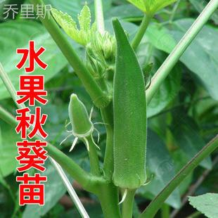 黄秋葵(黄秋葵)种子种籽苗，高产水果四季盆栽，红蔬菜孑菜种带土秧菜籽大全