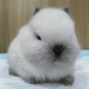 小型侏儒兔子活物奶灰暹罗霜白道奇儿童好养迷你宠物兔垂耳兔活体