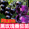 纯黑紫色黑玫瑰番茄秧苗带土球黑珍珠黑宝石樱桃西红柿圣女果种子