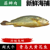 黄花鱼鲜活新鲜冷冻大黄鱼，海鱼超大海捕青岛海鲜，650-750g条