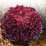 紫叶生菜种子种籽孑紫紫色，蔬菜红叶四季春播菜种，春季阳台苗秧籽种