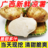 广西新鲜凉薯现挖地瓜番薯地萝卜农家蔬菜应季水果生吃即食白凉薯