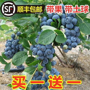 蓝莓树果苗带果蓝莓苗盆栽南北方，种植兔眼特大阳台果树苗当年结果