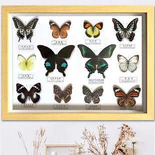 真蝴蝶标本16寸12蝶相框工艺挂装饰简约现代墙画昆虫科普教学收藏