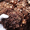 真正东北橡树叶营养土松针，腐殖土腐叶兰花君子兰专用橡叶种植酸性